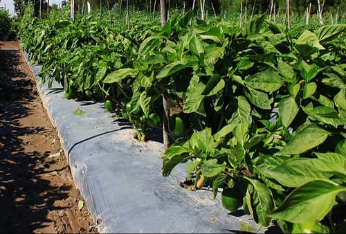 acolchado agrícola con geomembrana 