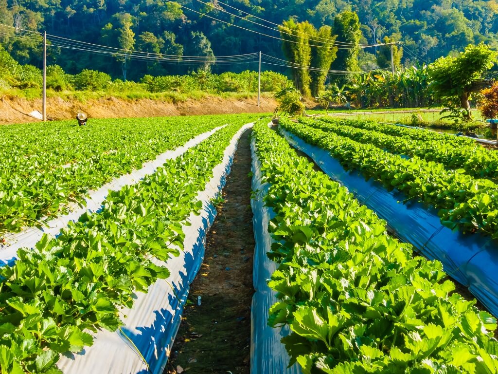 agronegocios industria materiales equipos ldm distribuidor