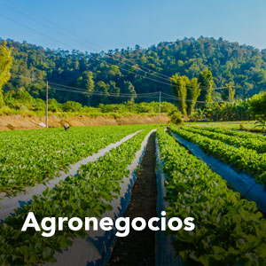 agronegocios_sector